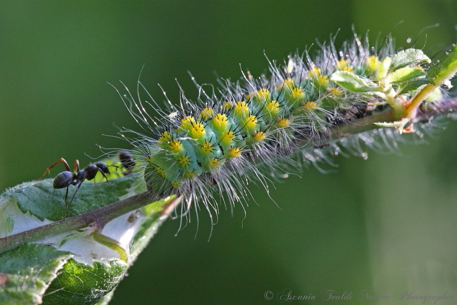 Cavoli!  Saturnia Pavonia